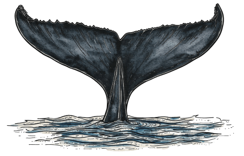 A whale tail emerging from the water, flukes spread, dark blue-gray with ripples around it.